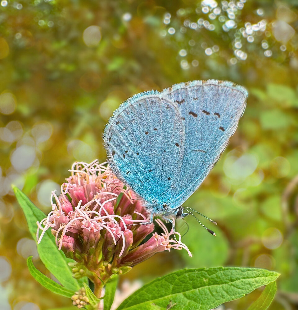 Holly Blue butterfly