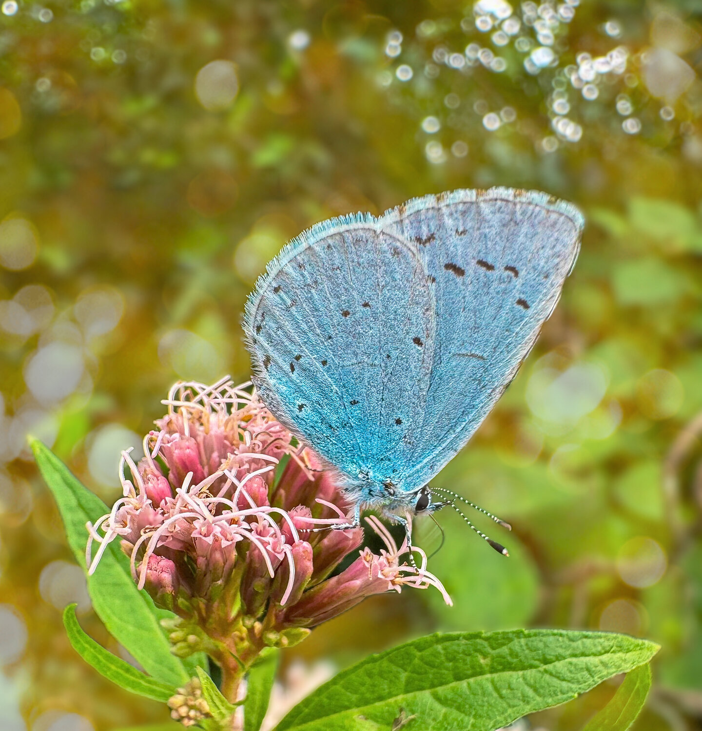 Holly Blue butterfly