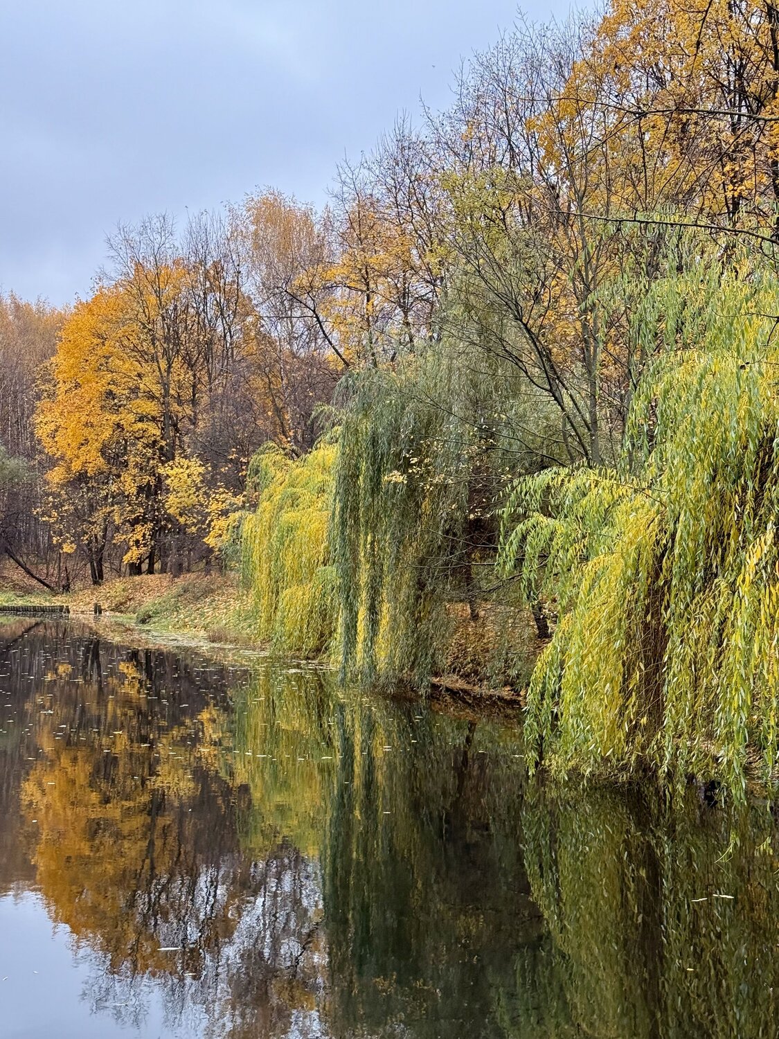 Вода и листья