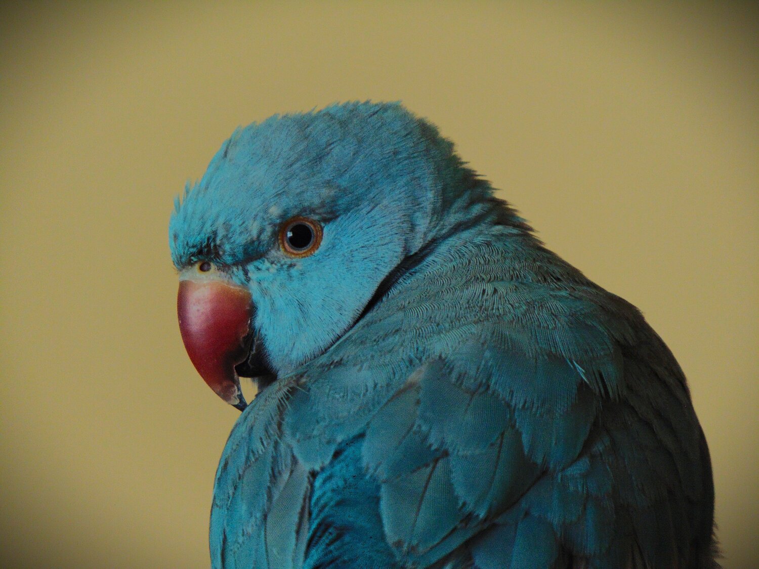 Photo #14184554