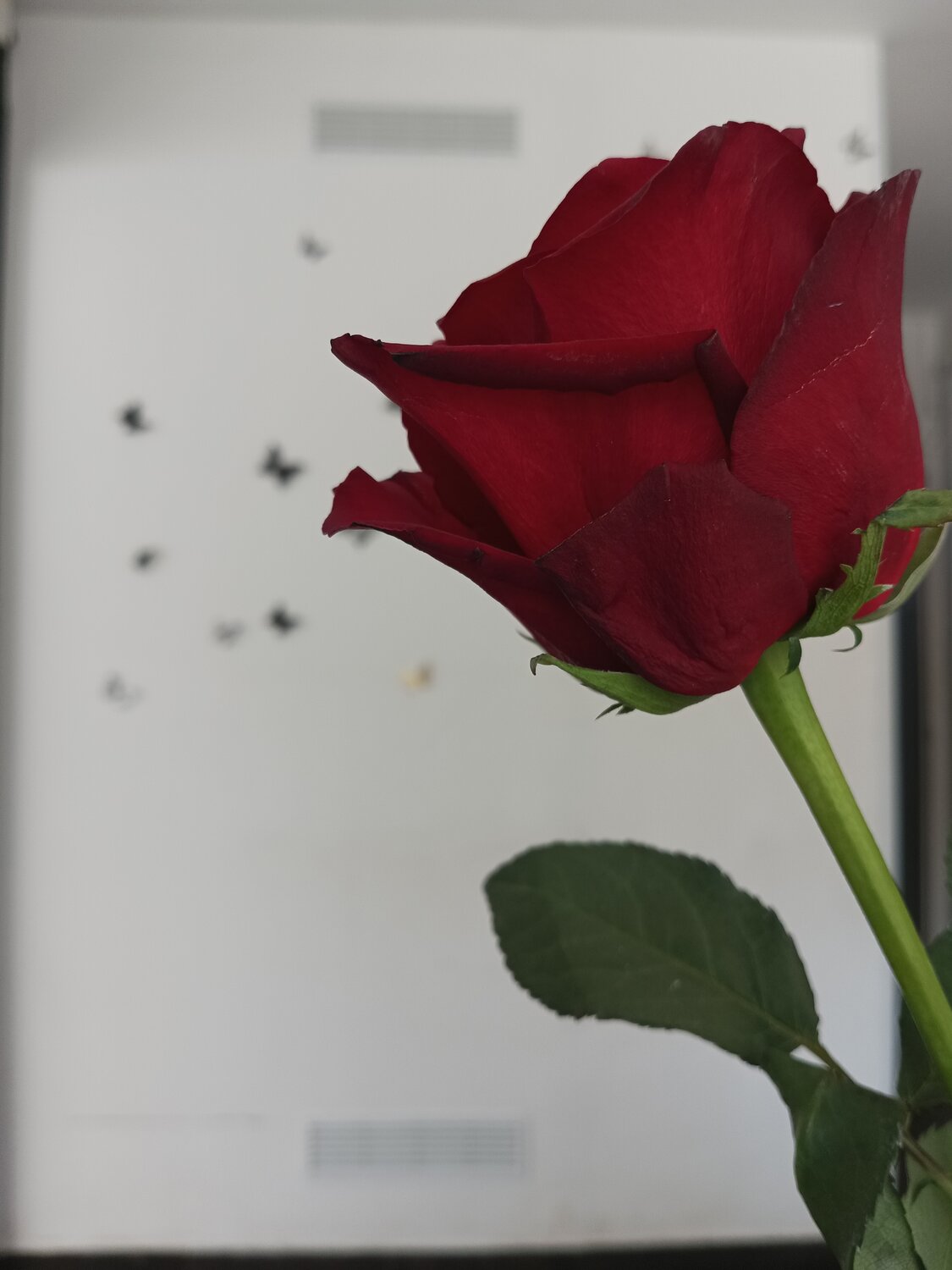 Photo #14185053