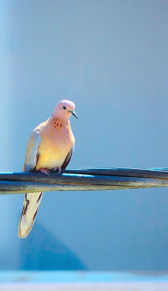 bird