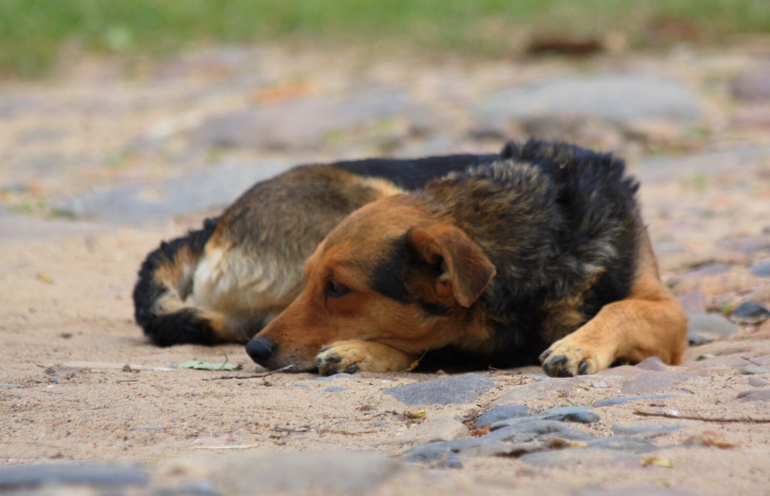 Photo #14185272