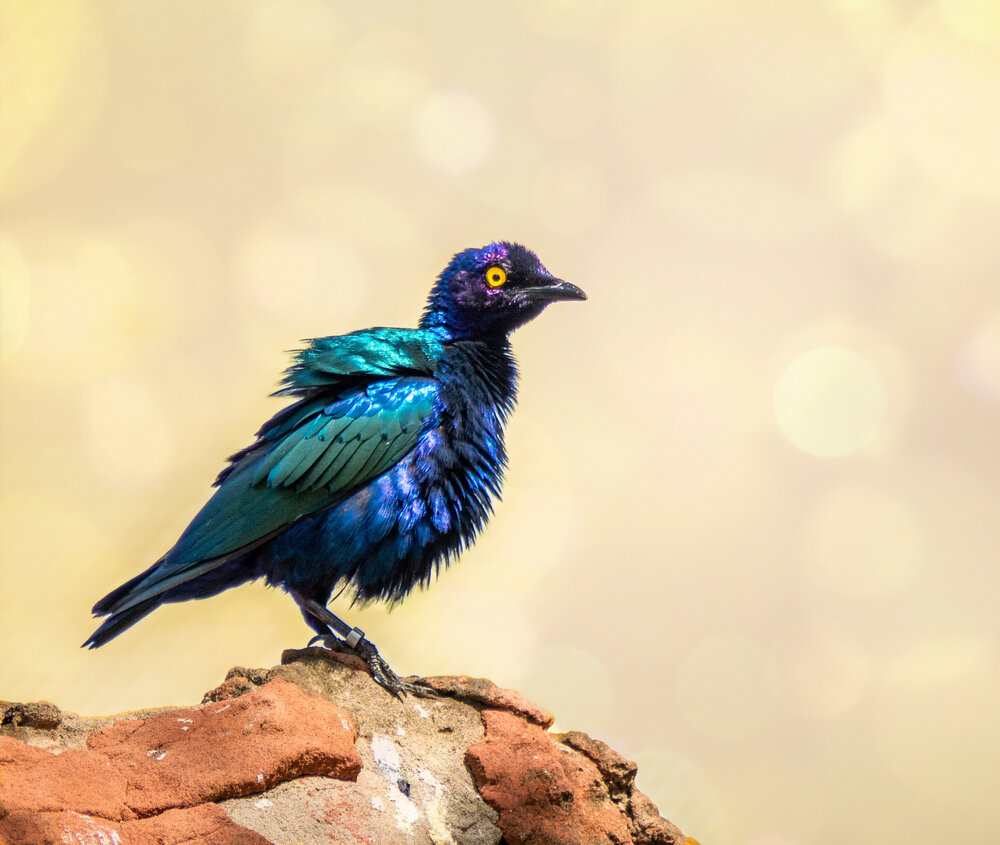The Purple Starling