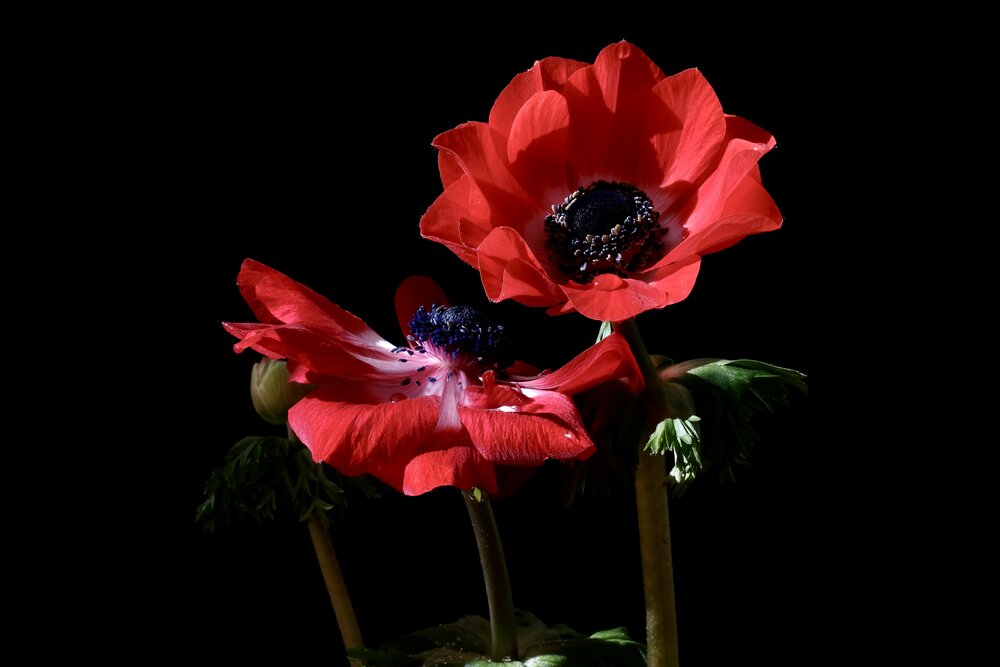Red Poppy