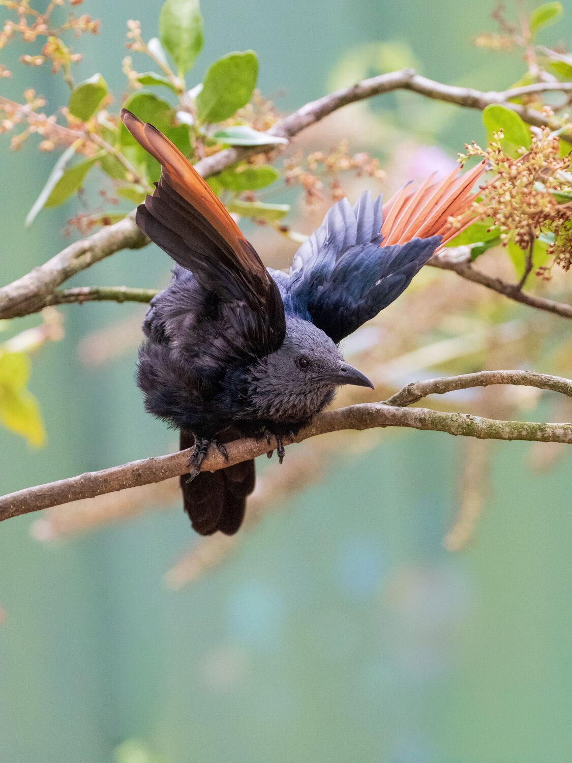 The Red-winged Starling