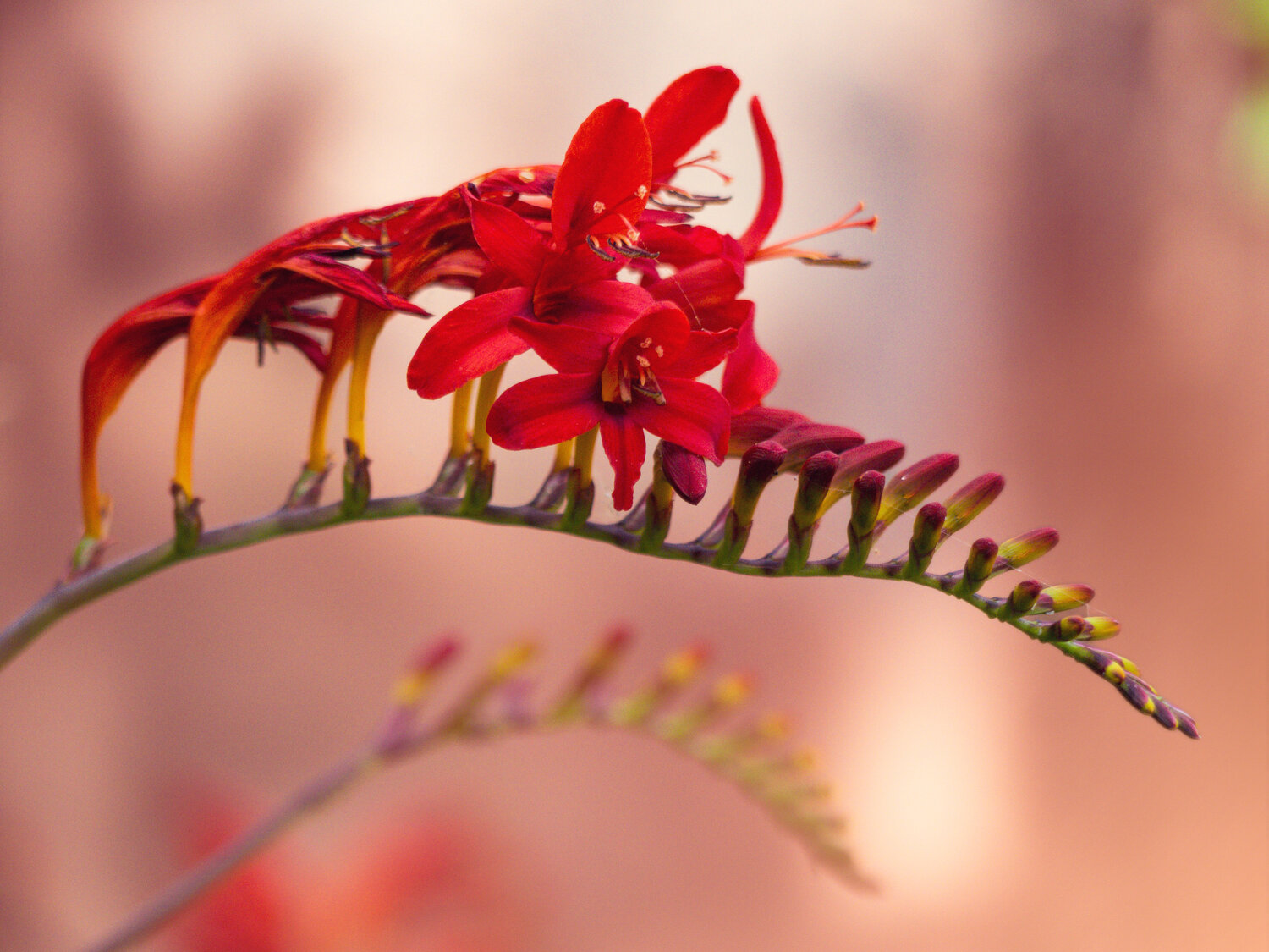 Velvet Petals