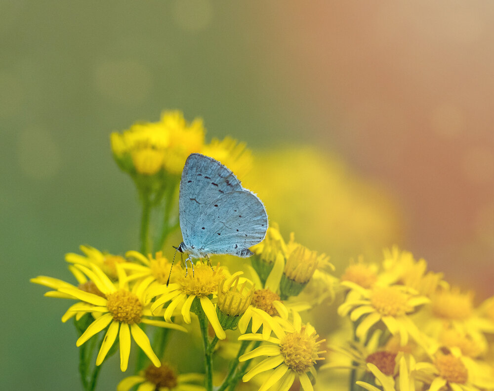 Holly Blue (Celastrina argiolus)