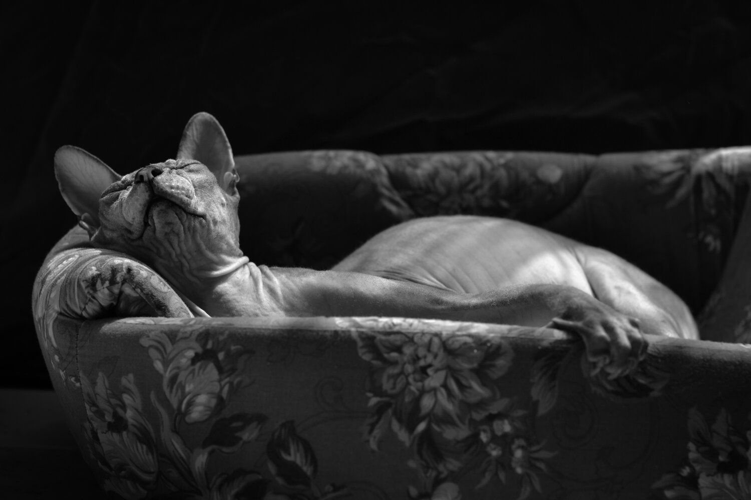 Photo #14185963