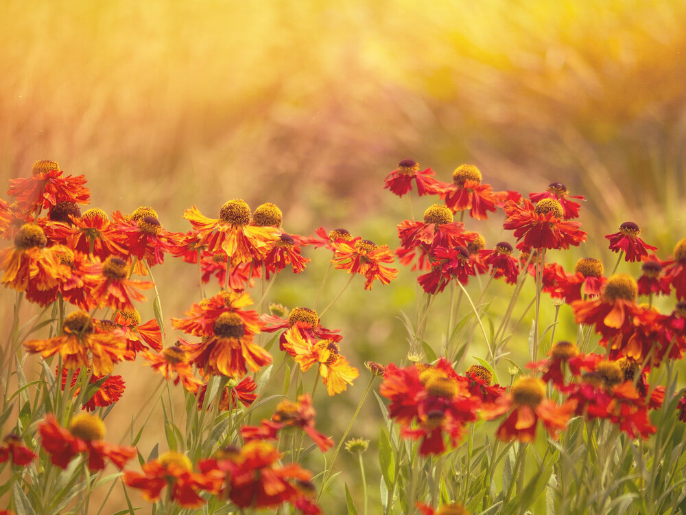 The Warmth of Wildflowers