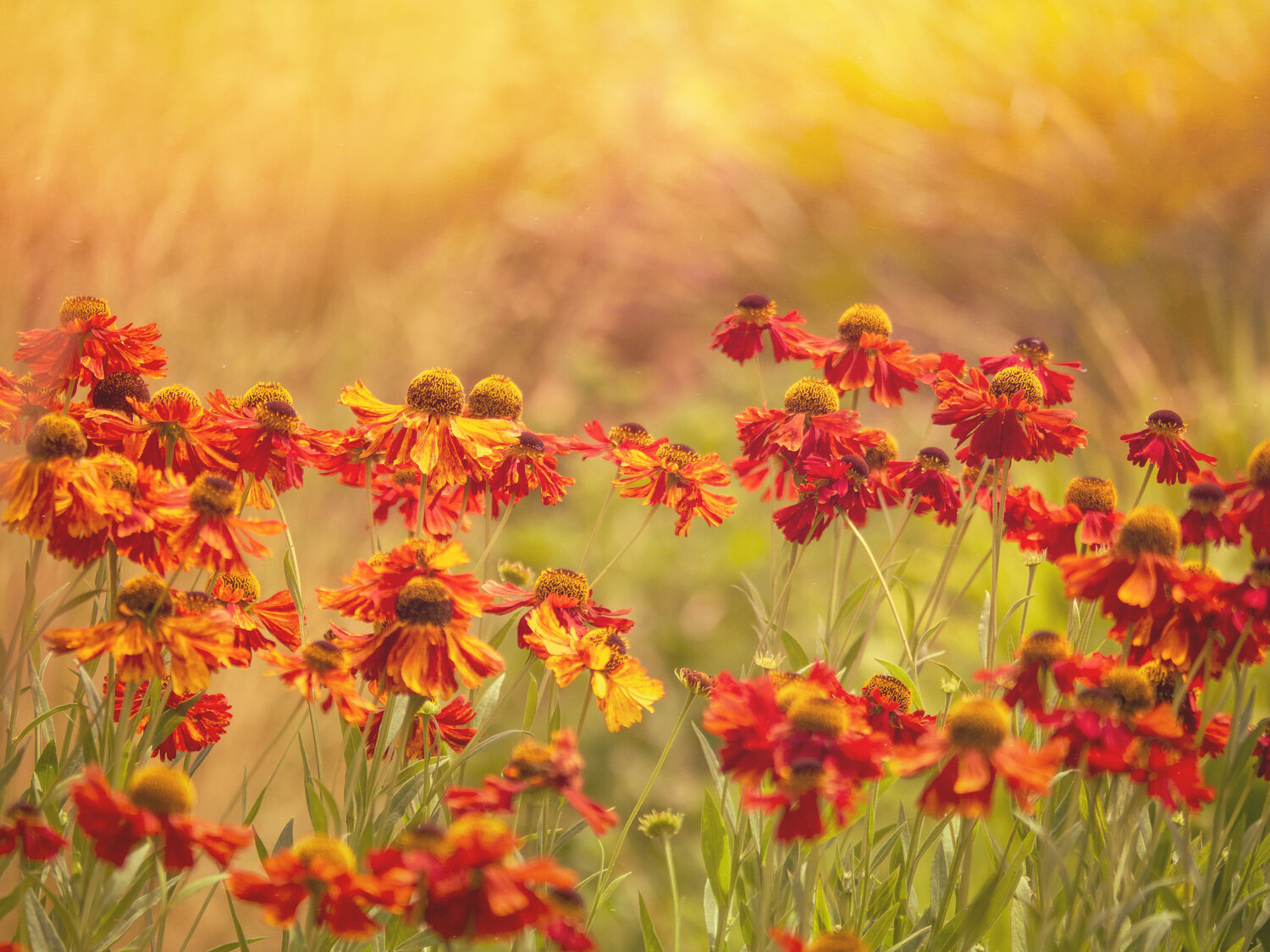 The Warmth of Wildflowers