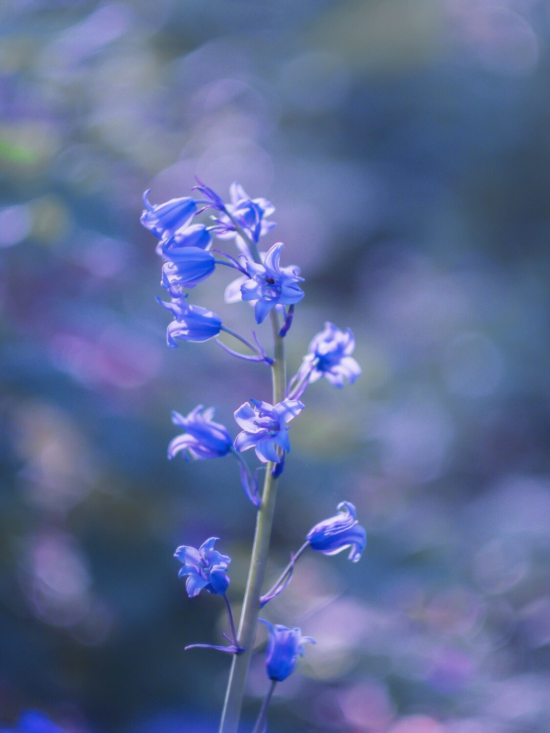 Bluebells