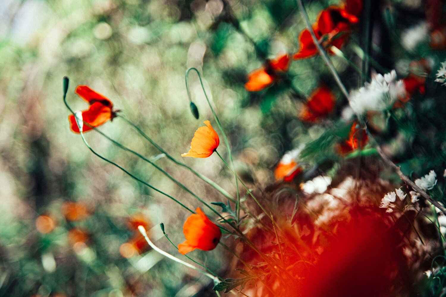 Photo #14186477