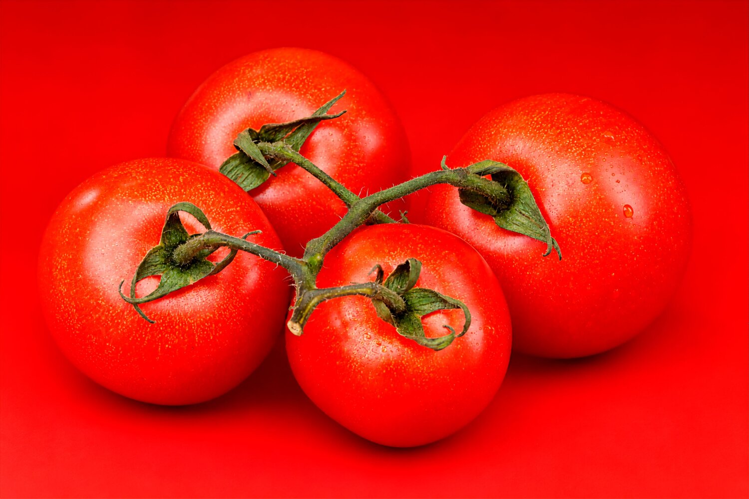 Scarlet Harmony – The Art of Simplicity