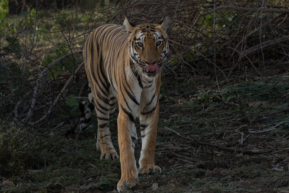 Junabai: Silent Ruler of the Wild
