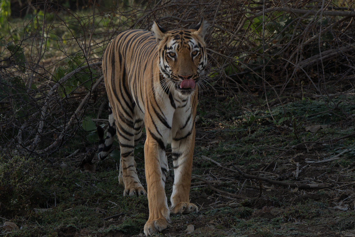 Junabai: Silent Ruler of the Wild