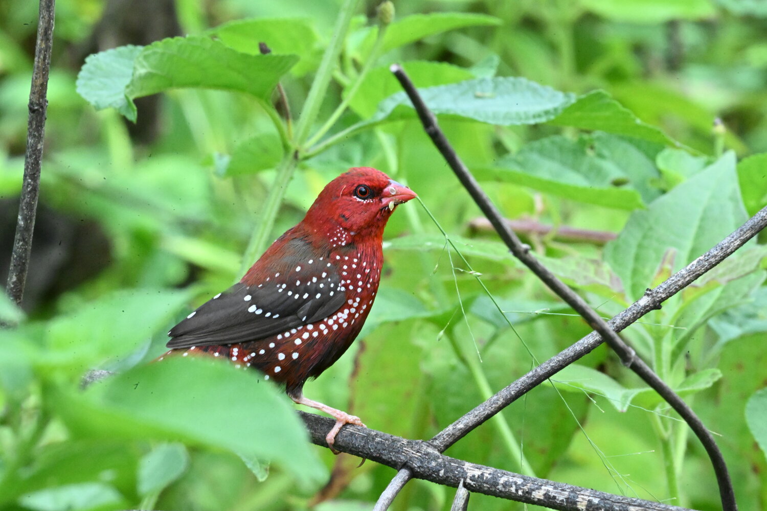 Red avadavat
