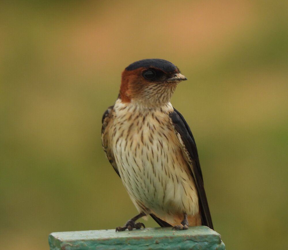 Eastern Red rumped swallow bird