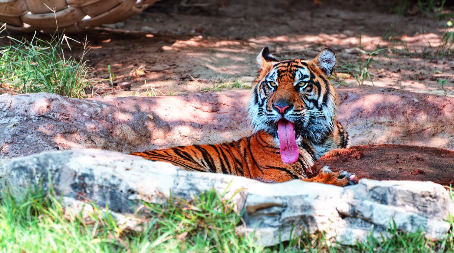 Catching Some Rays And Showing Off That Tongue!