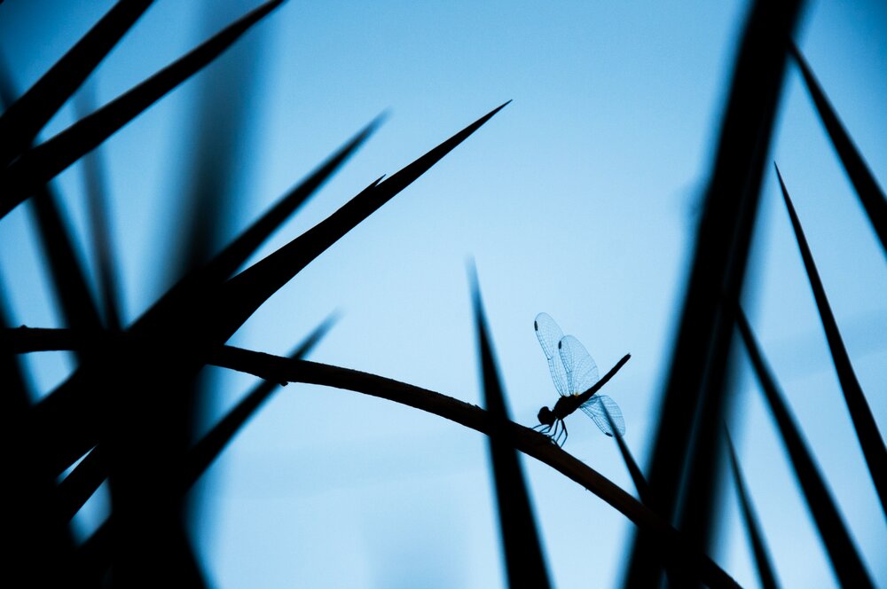 DRAGONFLY
