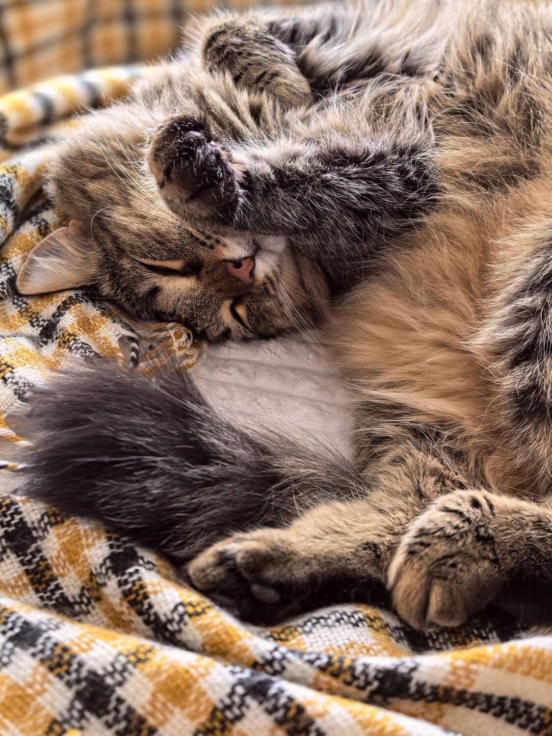 Photo #14191645