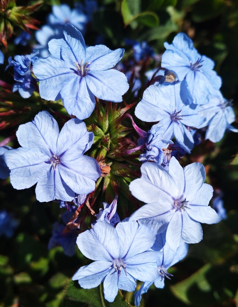 Cape leadwort