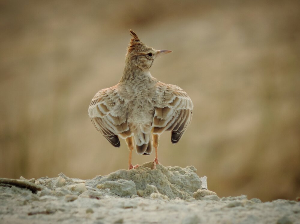 bird