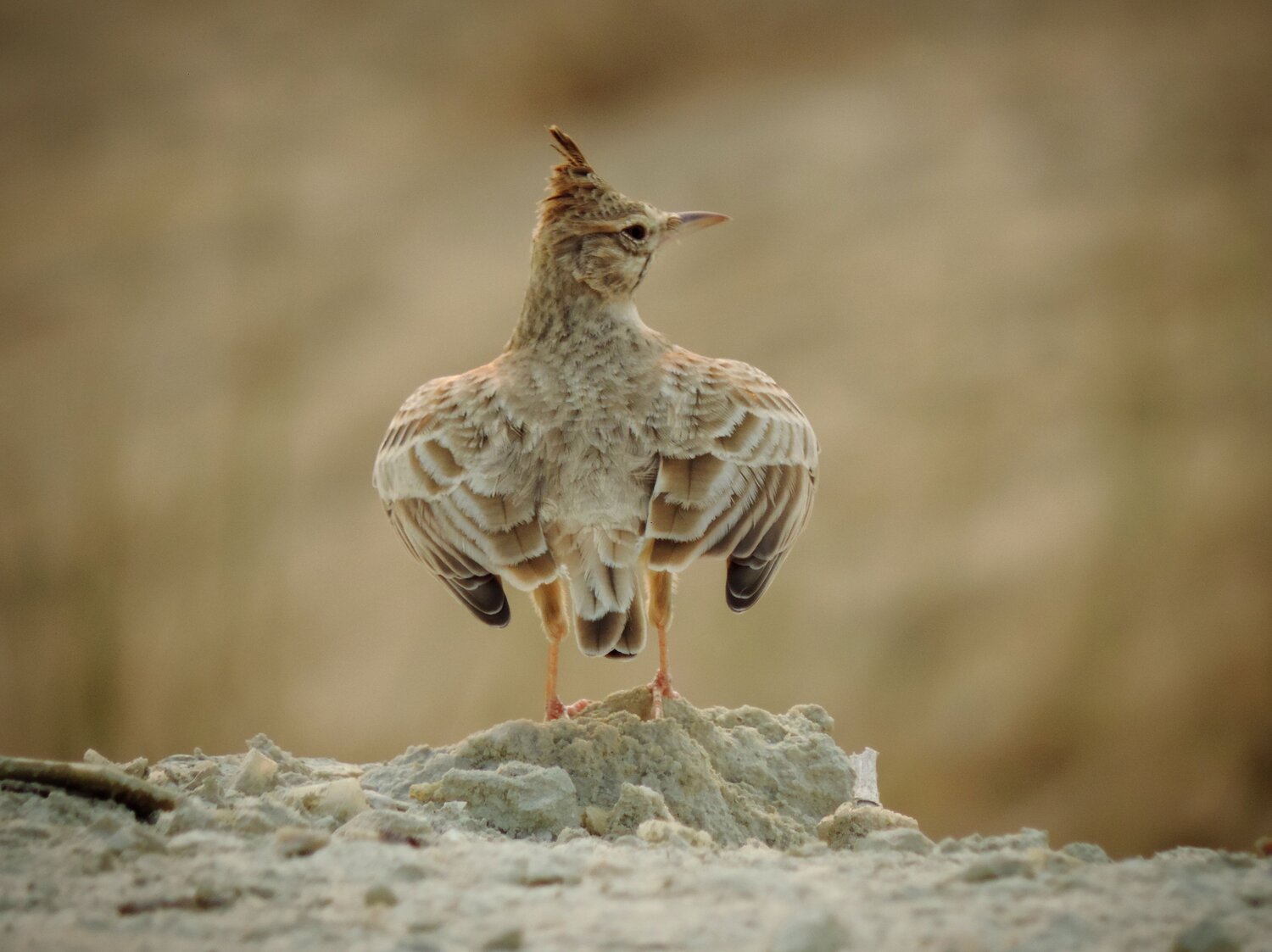bird