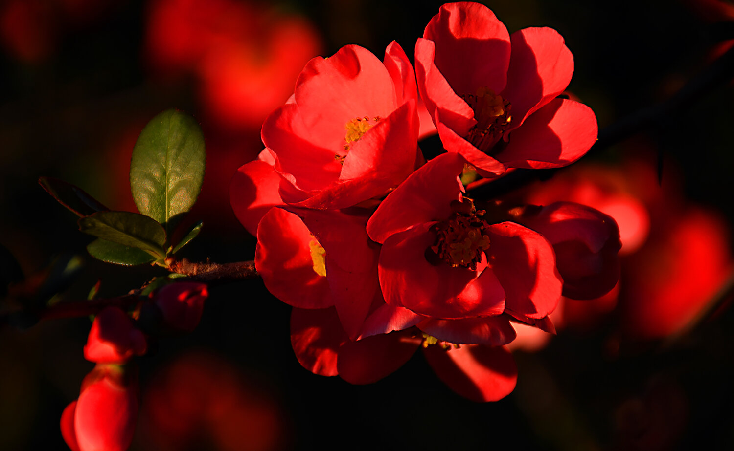 Blossoms 7