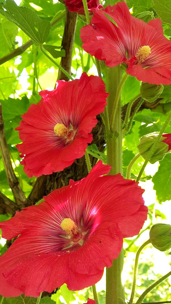 The Ascent of the Hollyhocks