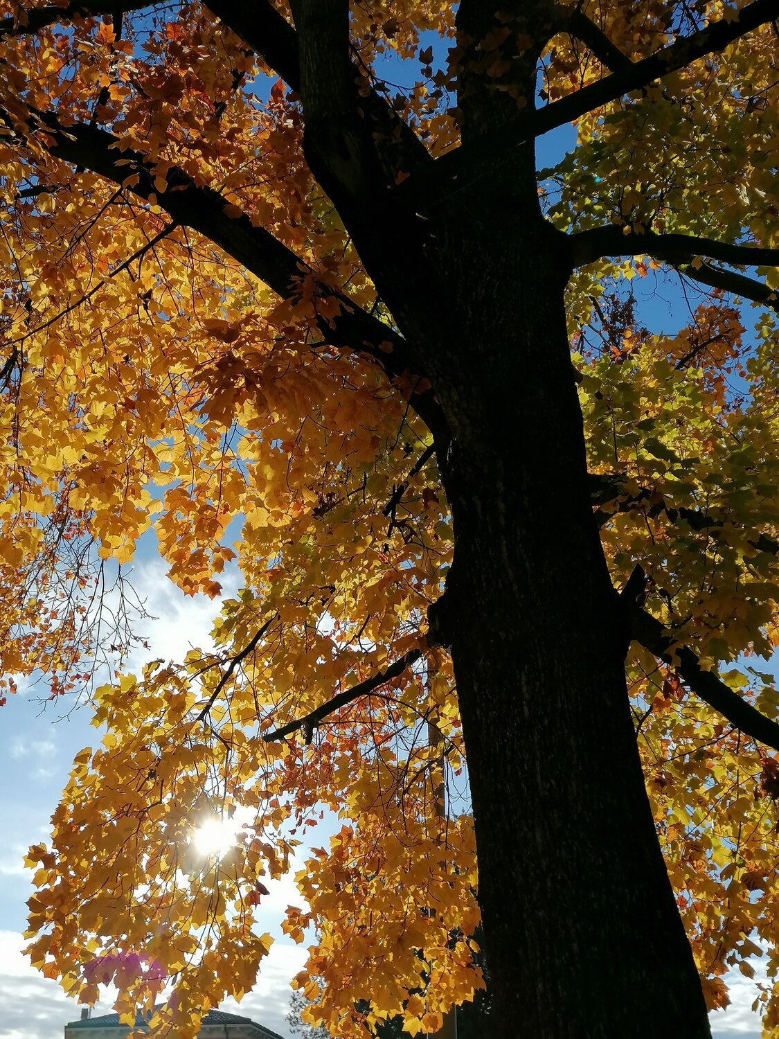 Pillars of the Sky
