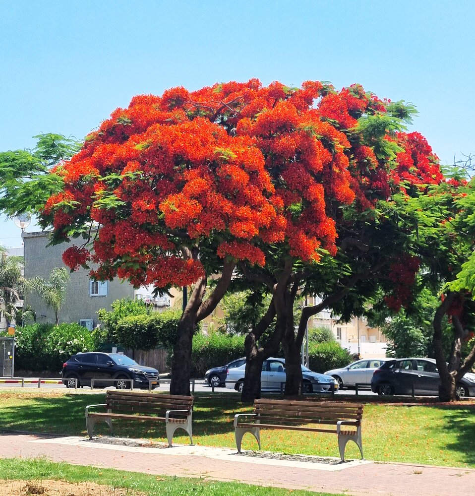 Delonix regia