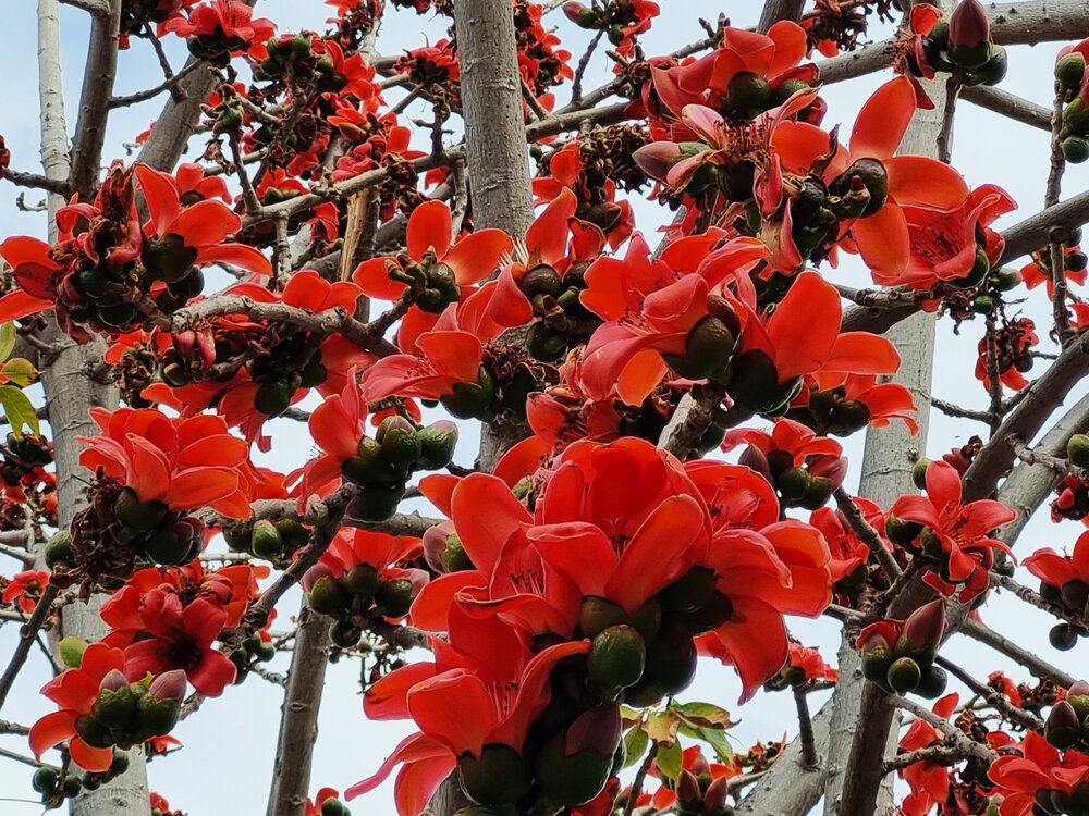 Bombax ceiba