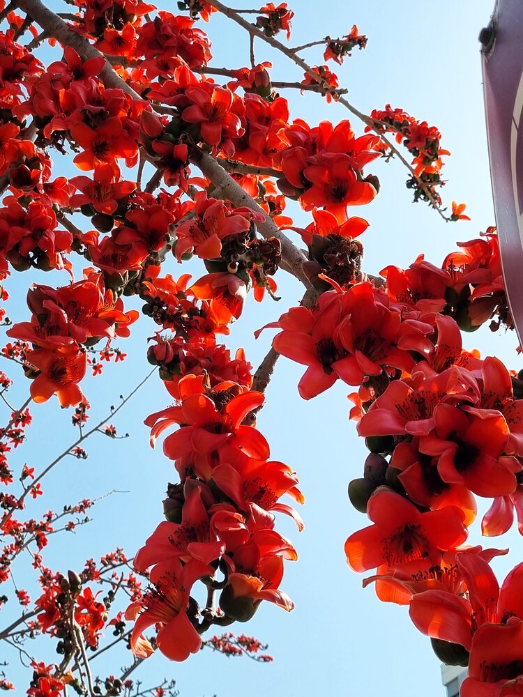 Bombax ceiba