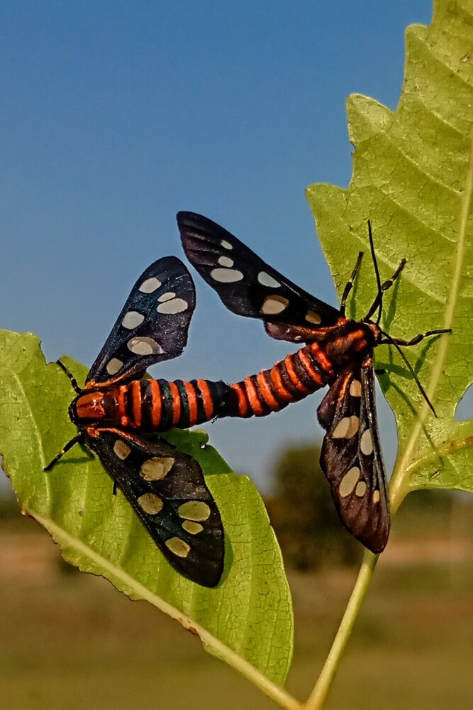 Hidden Wings in the Foliage