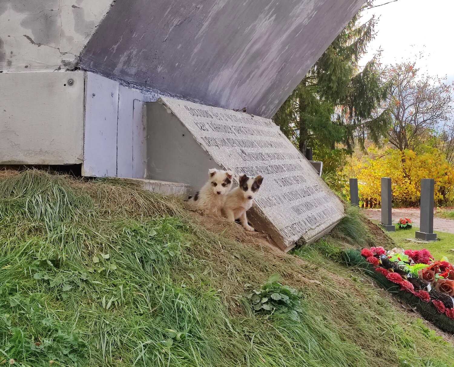 Щенки у мемориала