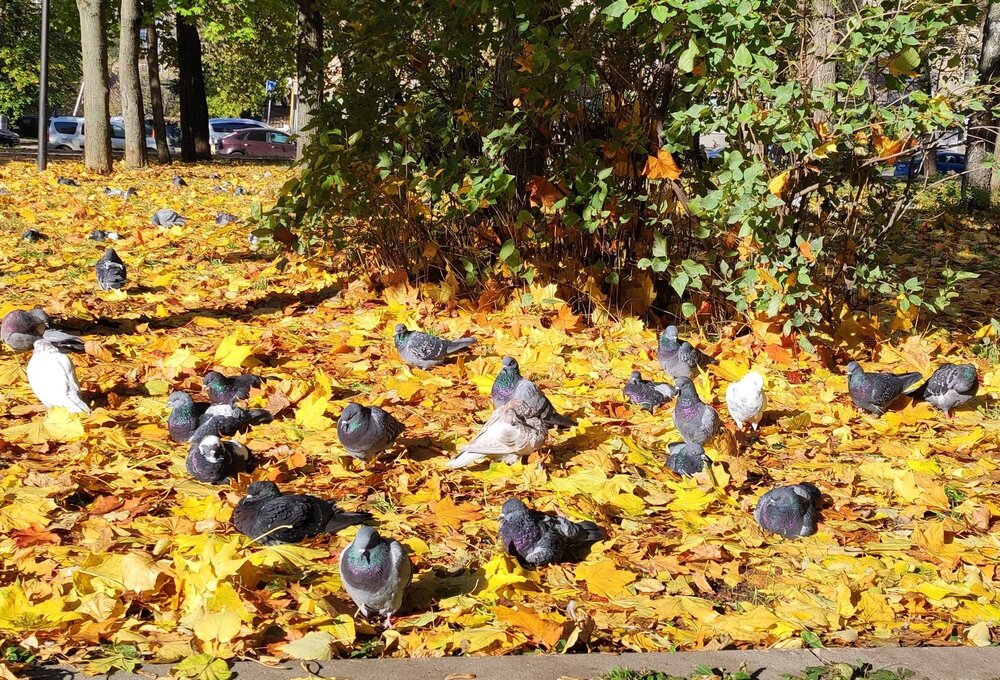 На ковре из жёлтых листьев...