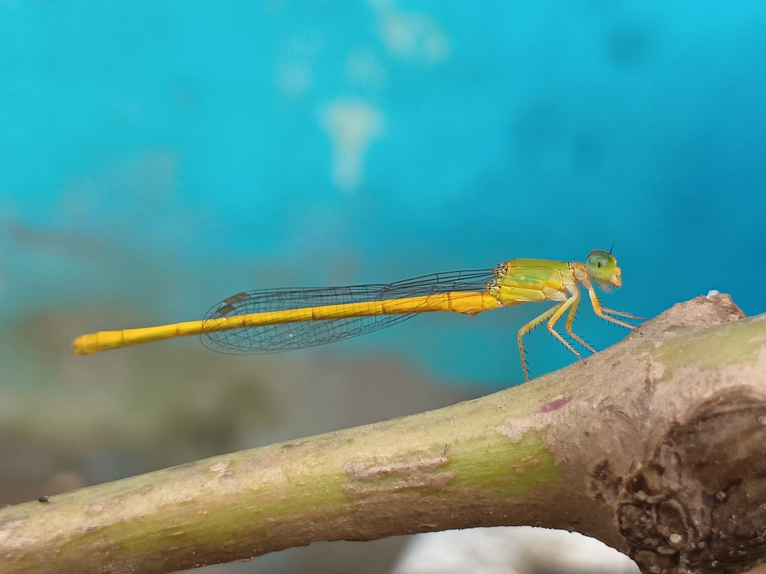 Needle dragon fly