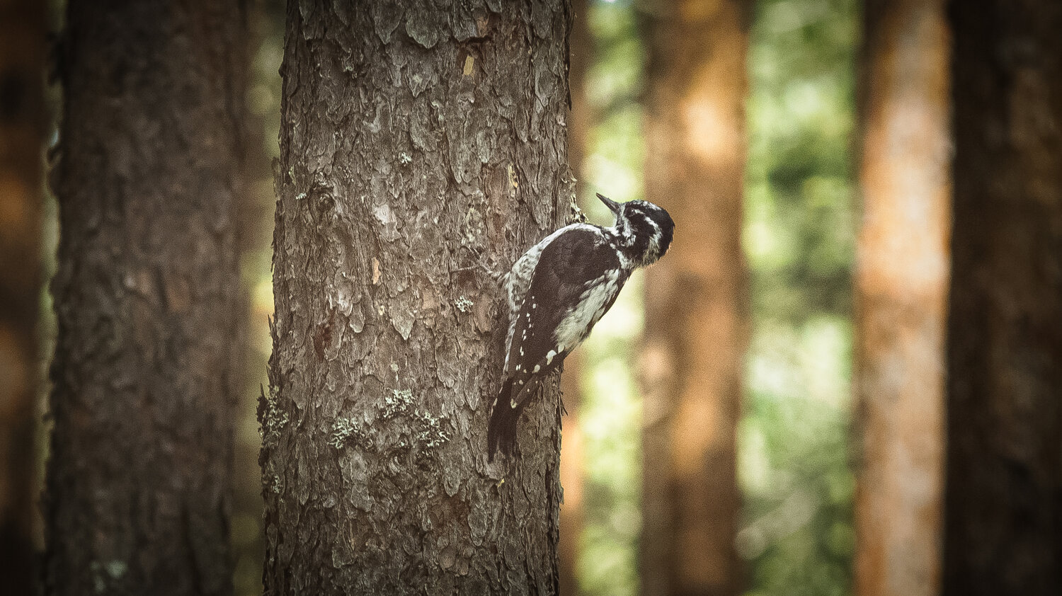 Three-toed Woodpecker on a pine tree