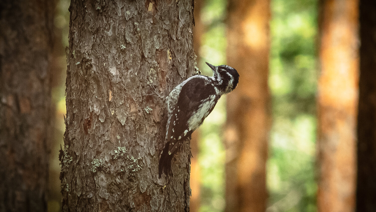 A three-toed woodpecker on a pine tree in a pine forest