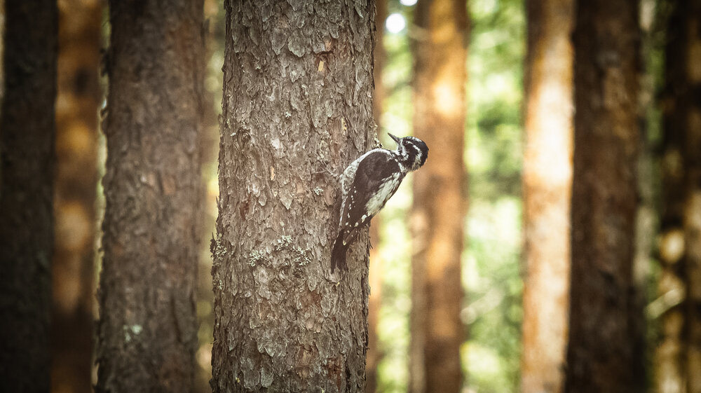 A three-toed woodpecker on one of the pine trees