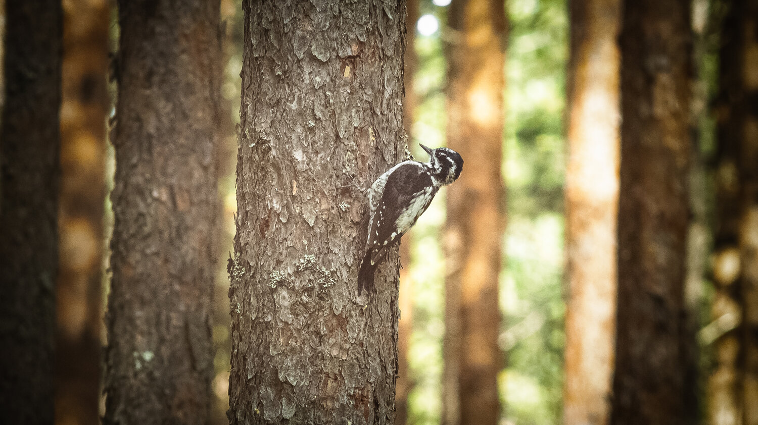 A three-toed woodpecker on one of the pine trees