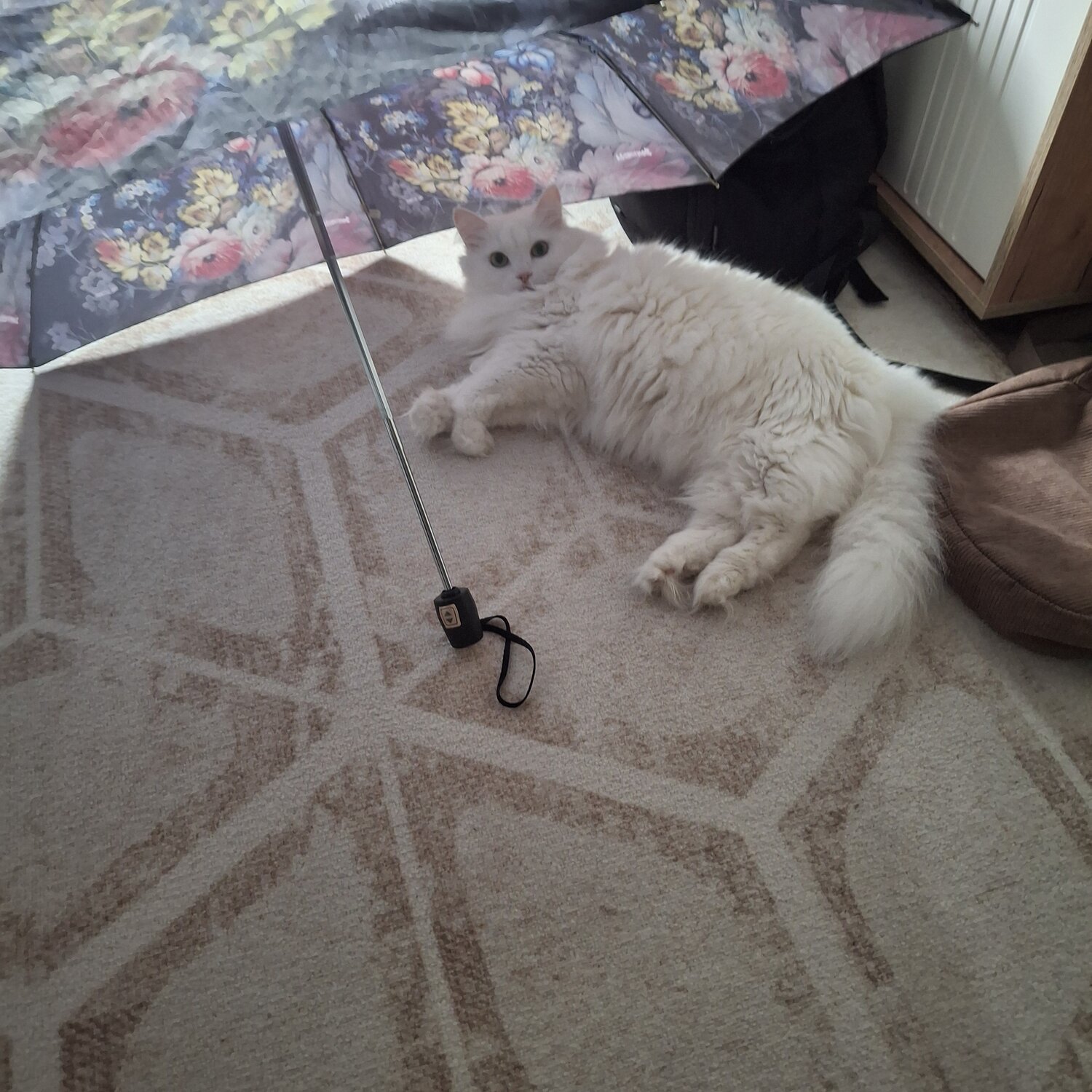 Photo #14194707