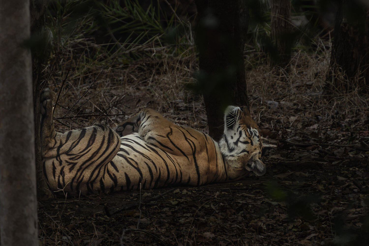 A Sovereign at Rest