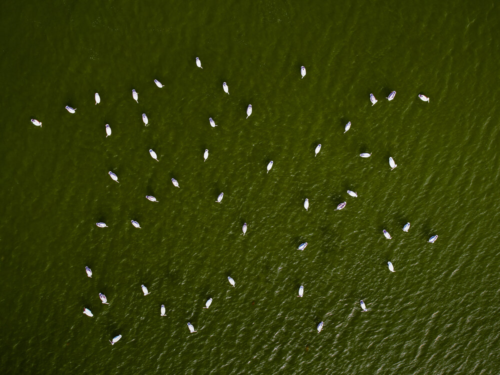 Life on the Wetlands