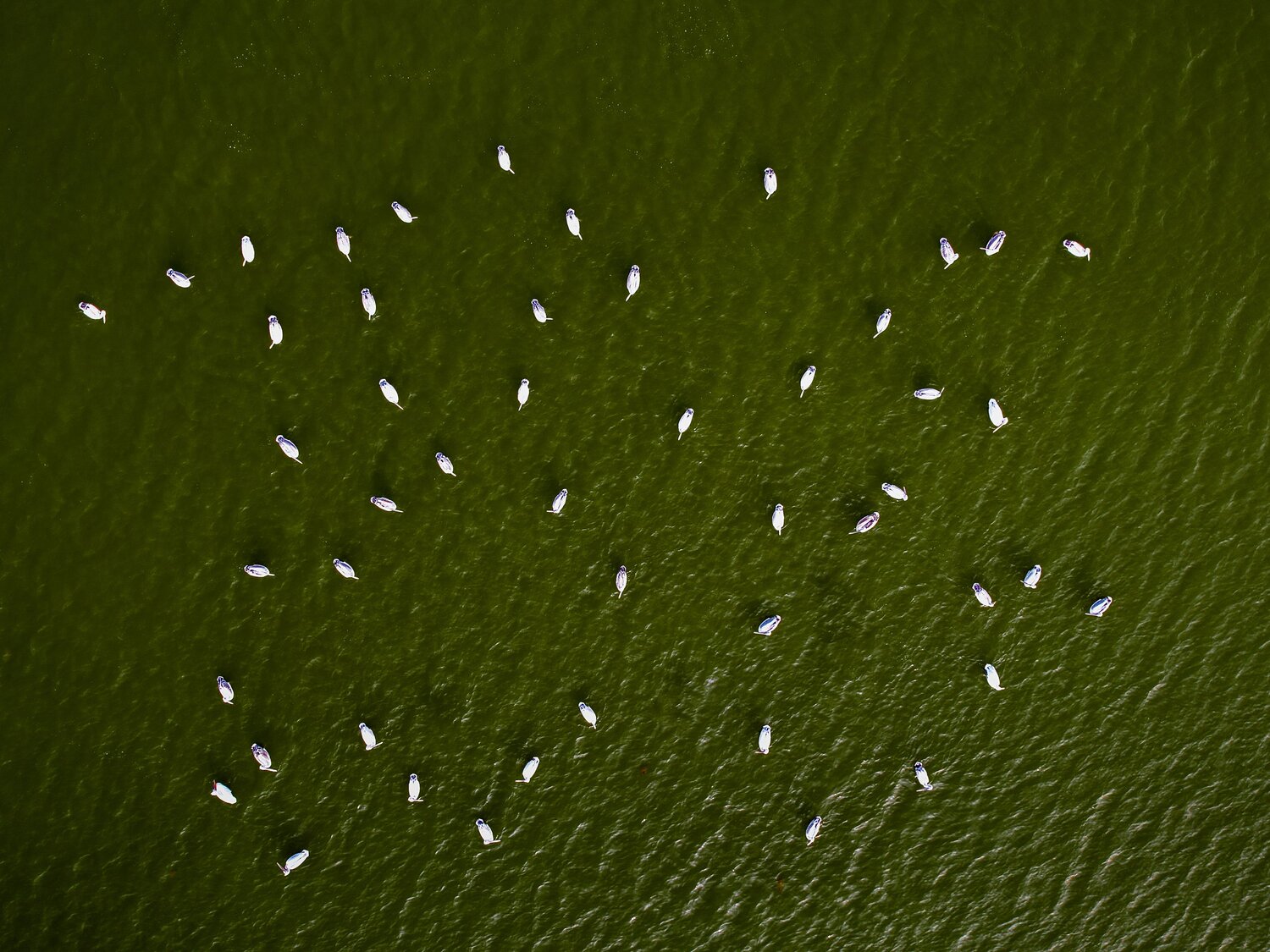 Life on the Wetlands