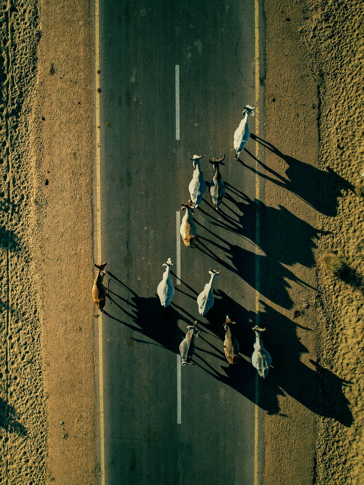 Shadows
