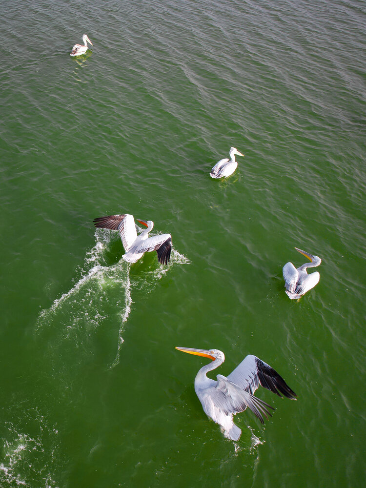 The great Pelicans
