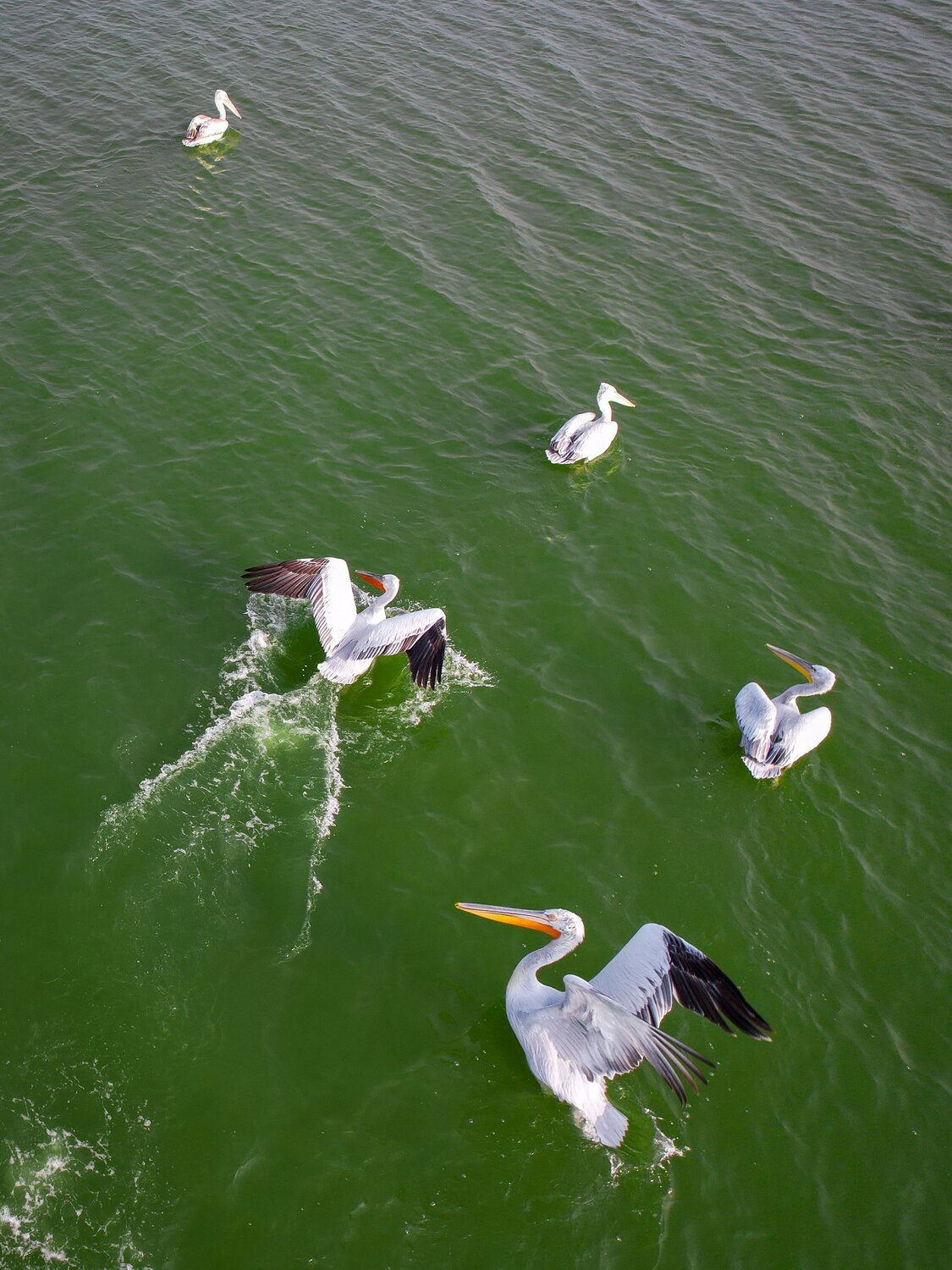 The great Pelicans