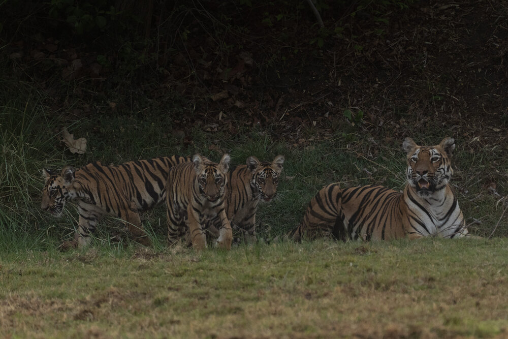 Iconic Tigress Junabai with her cubs at Tadoba